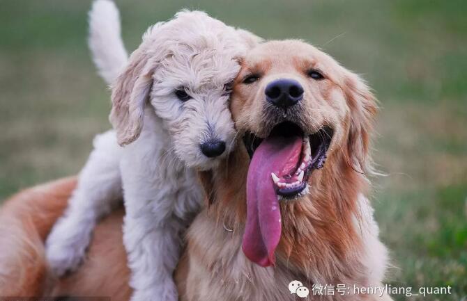 大千世界，兩個叫同樣名字、卻大相徑庭的事物，大概只剩下量化投資和狗了。