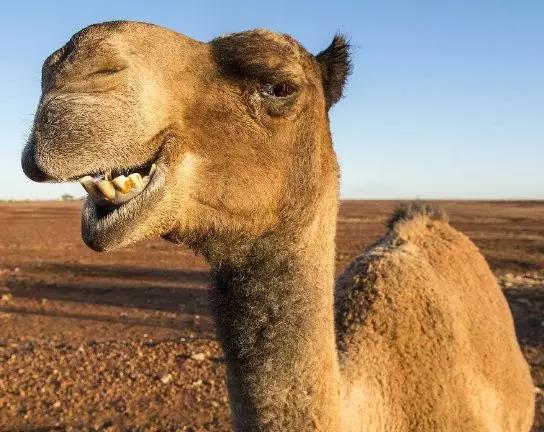 駱駝信用評(píng)級(jí)指標(biāo)體系CAMELS